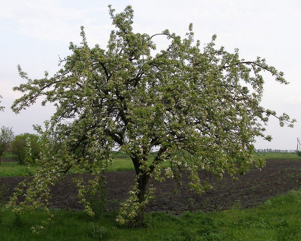 Pear tree (Груша)