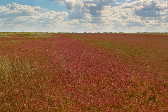 Белосарайская коса