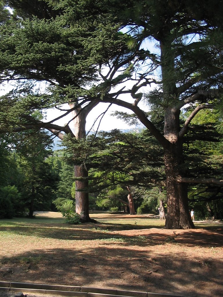 The garden, Alupka, Crimea.