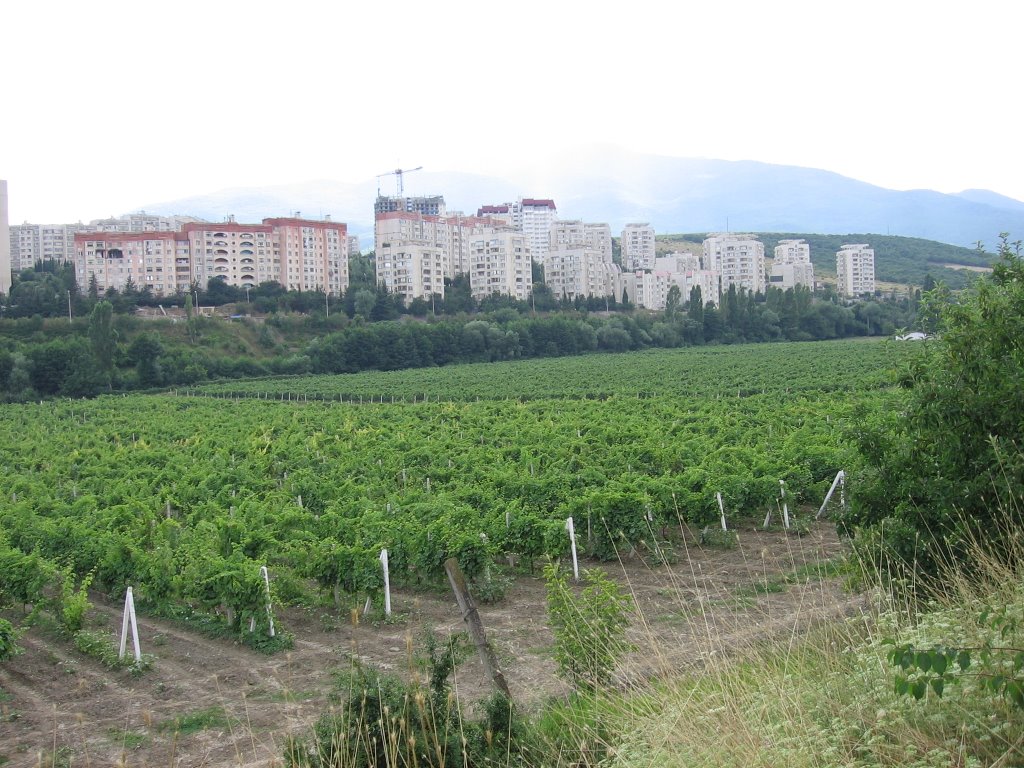 Vineyard near Alushta