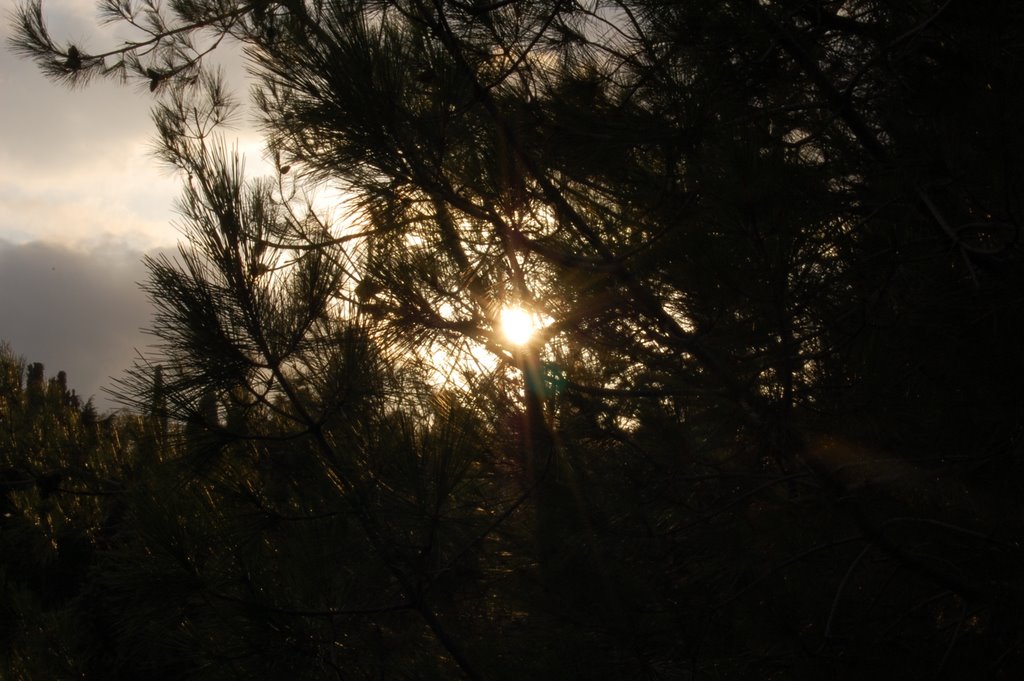 There where pines grow