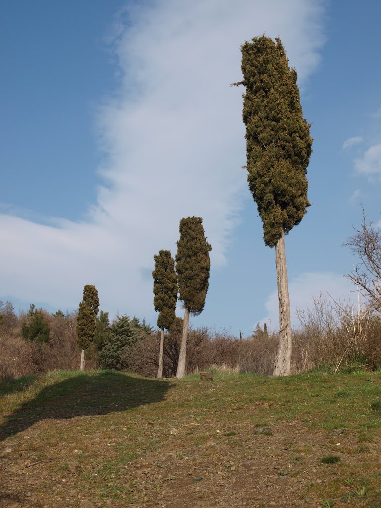 Можжевельники / Junipers
