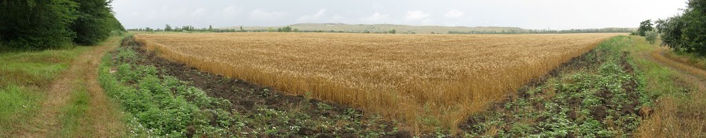 Панорама. Багерово. Зерновое поле. Вид на Андреевское урочище с северо-запада с лесополосы