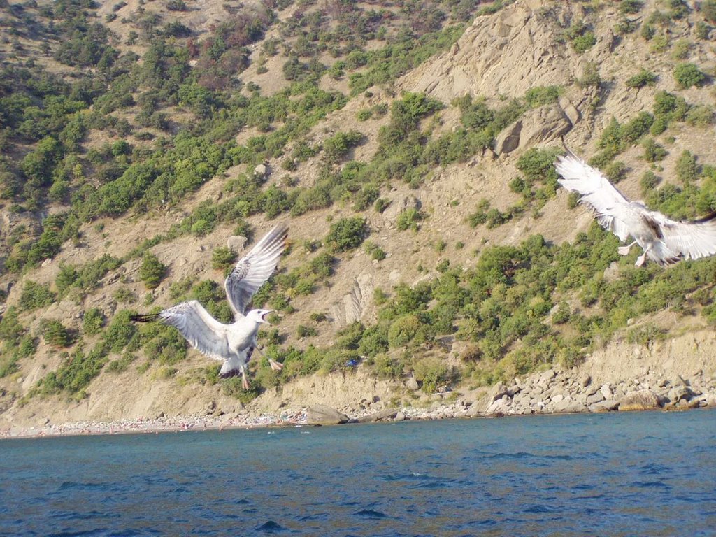 Sea-gull
