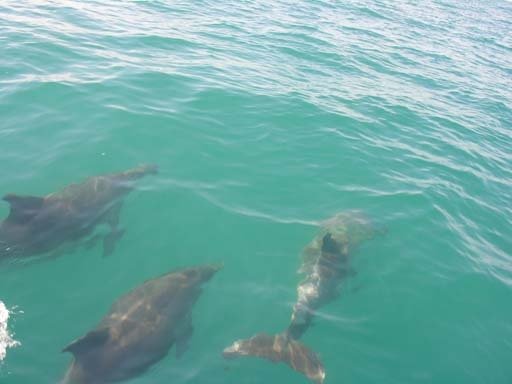 Dolphins
