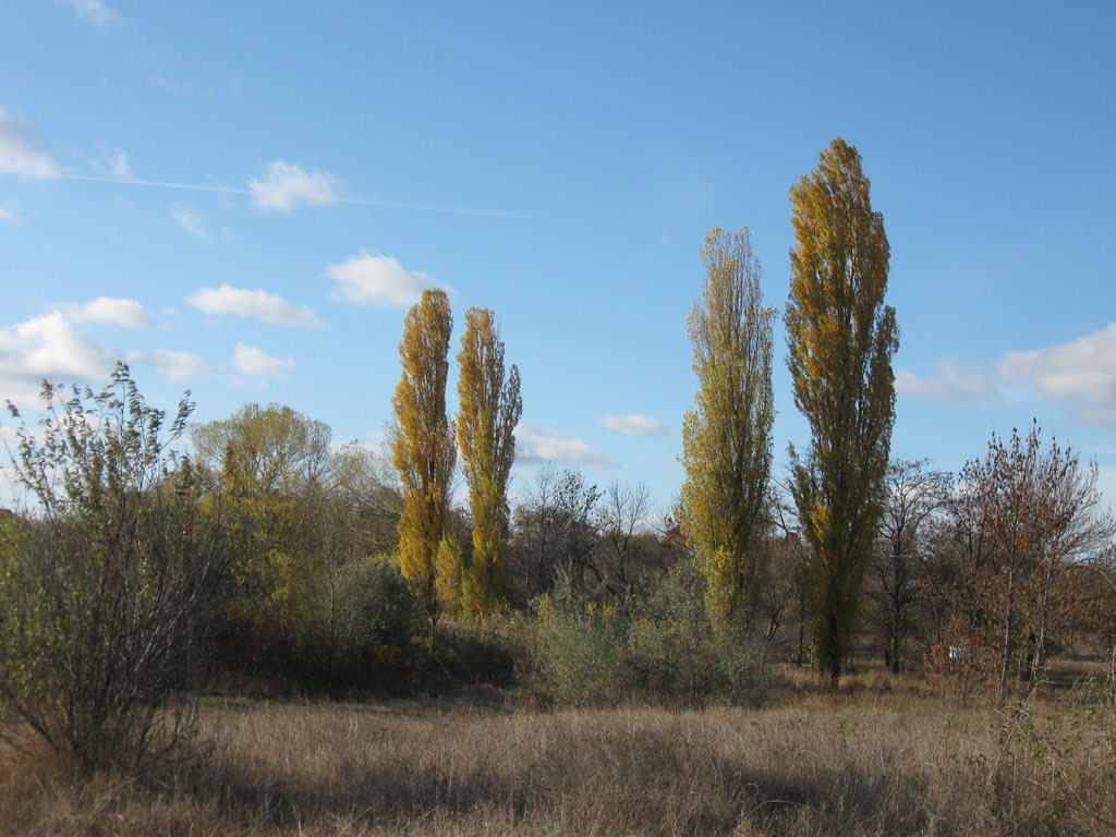 заросший берег