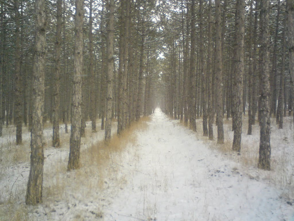 сосновый лес