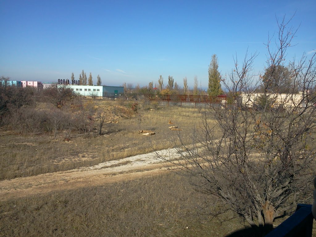 львы
