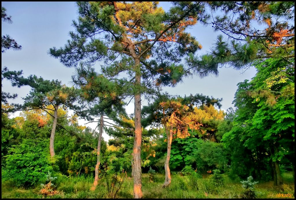 Evening in a Eupatoria park