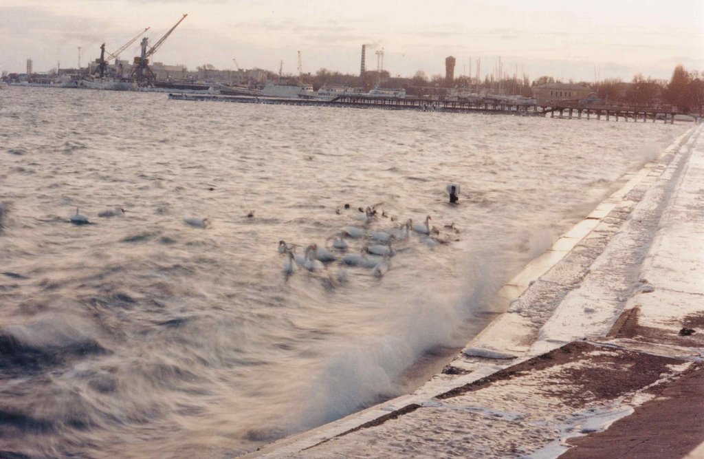 Winter. Swans. Embankment