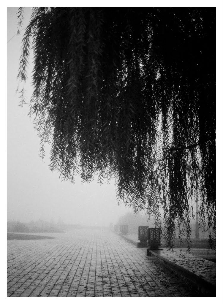 Walk in the mist (film)