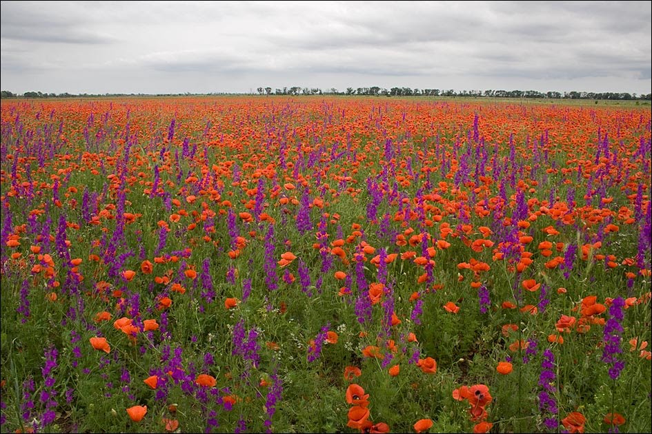 Poppy fields in the Crimea ...