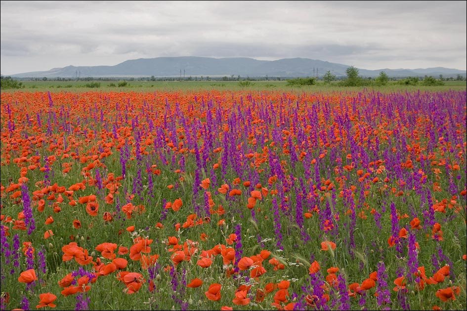 The field of wild poppies under a mountain Agarmysh Crimea