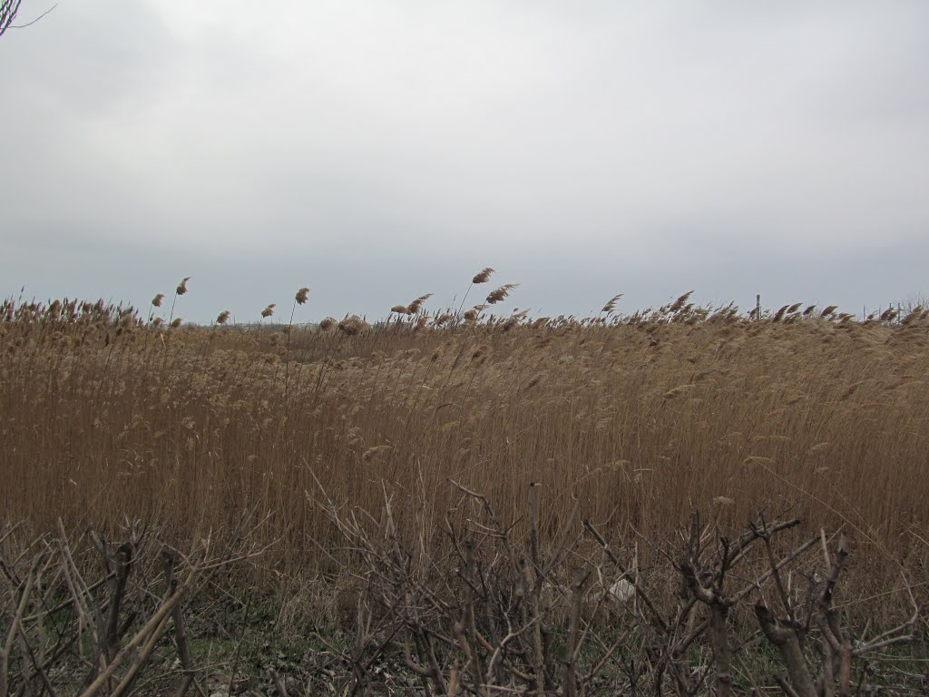 вітряна погода * windy weather