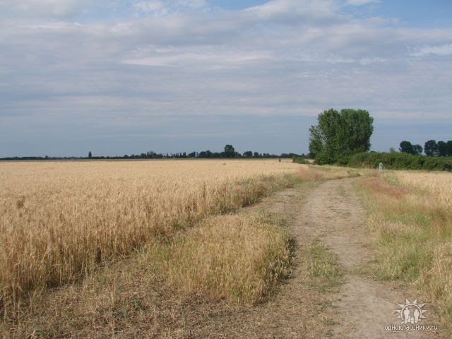 поле