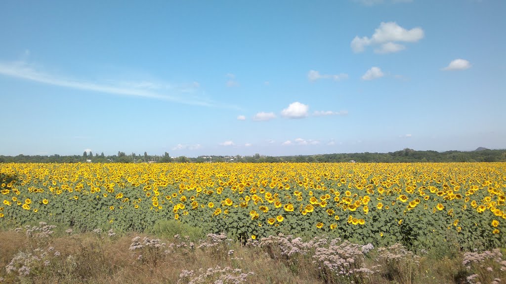 Подсолнухи  19.08.2013