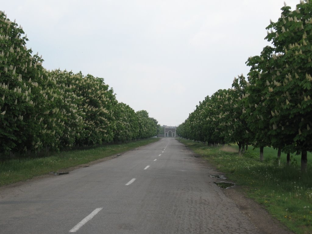 Каштаны