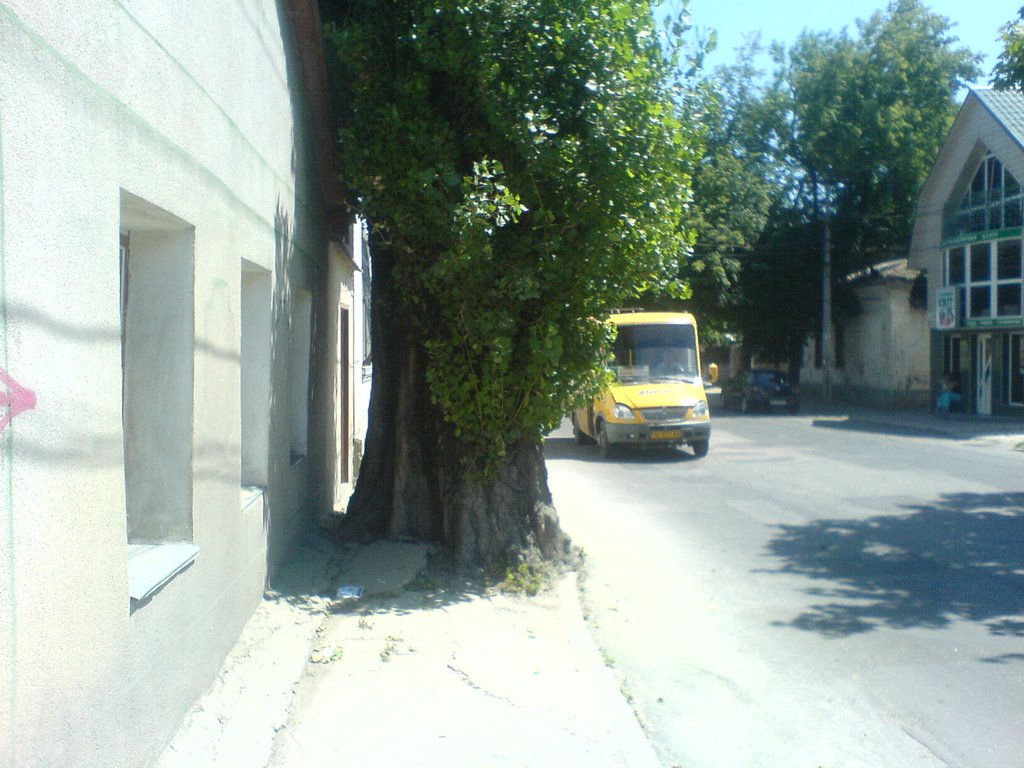 Старый тополь