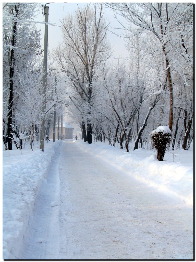 Зимняя аллея