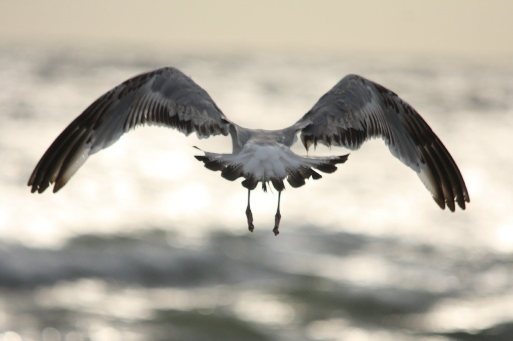 Seagull