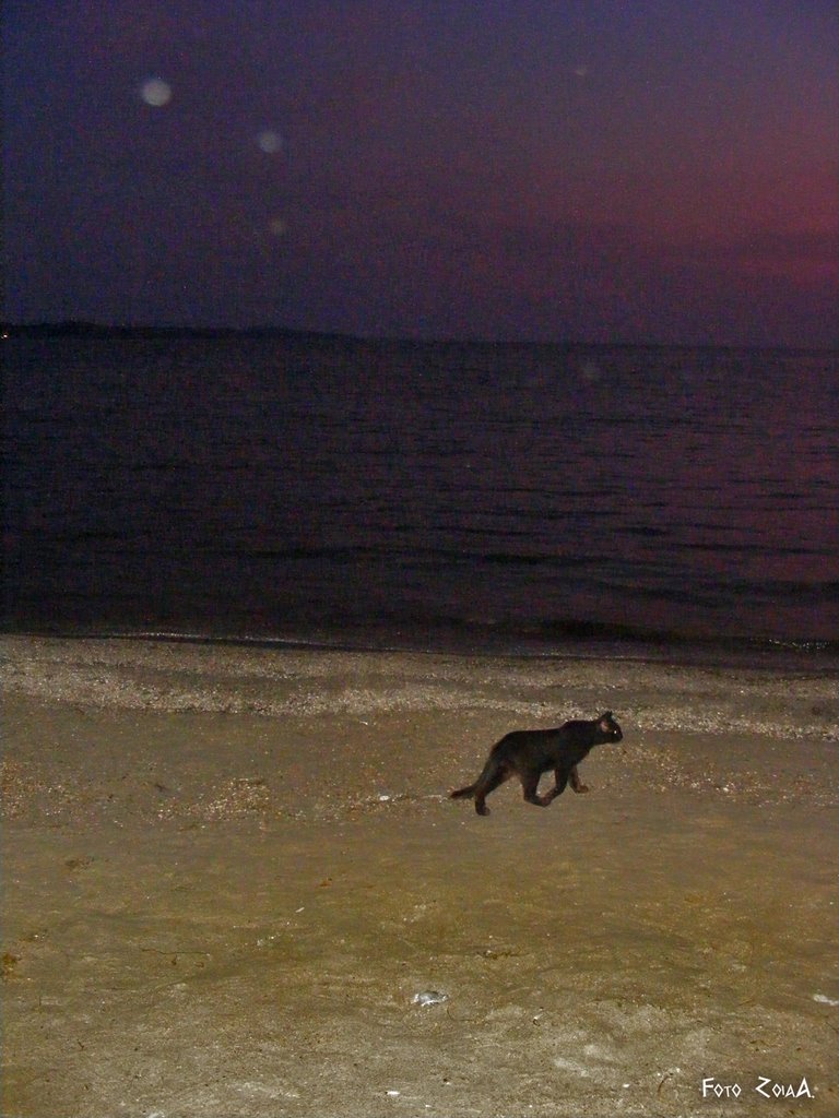 Ночной морской кот