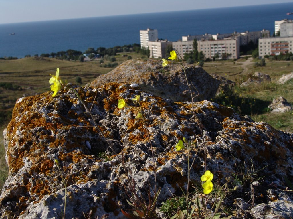 Shcholkine