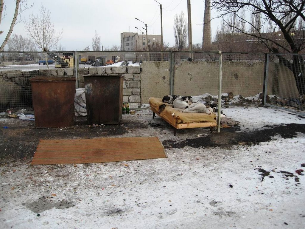 Собачья жизнь