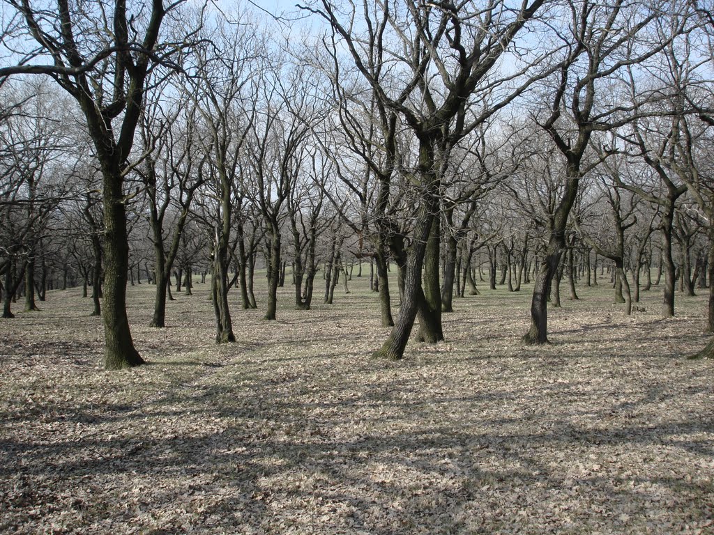Артемовская балка