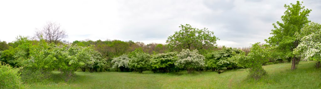 ● Артемовск. Балка.