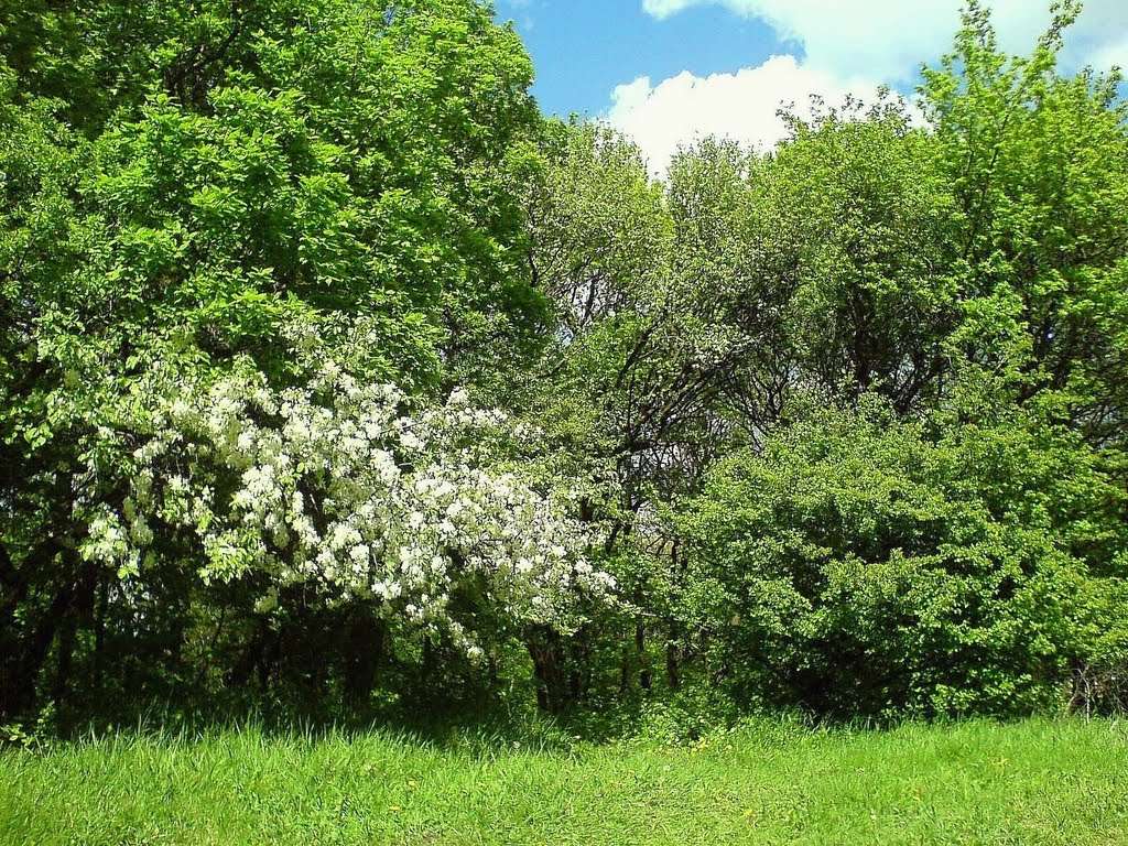 Spring.