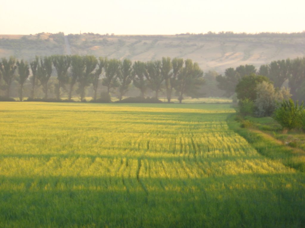 field near Bila River