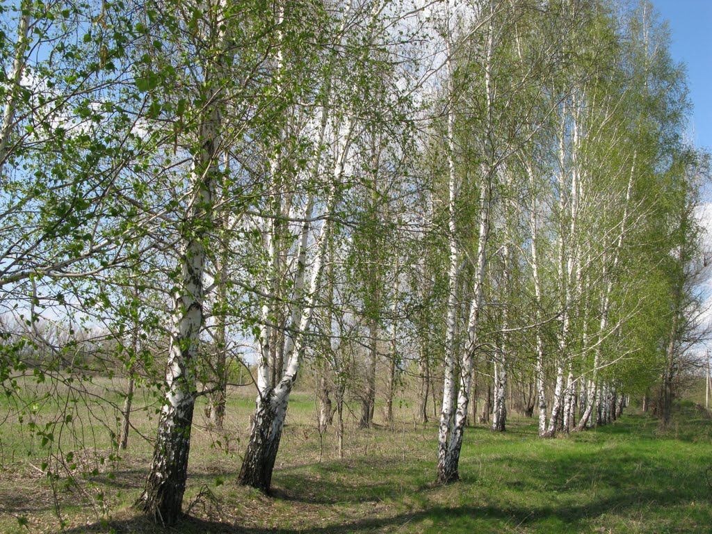 весна вдоль Айдара