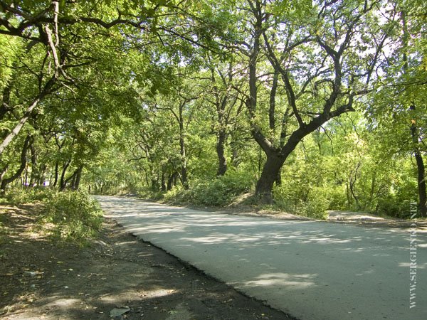 Road to wood Bokovo-Platovo. Дорога в лесу Боково-Платово 2009.