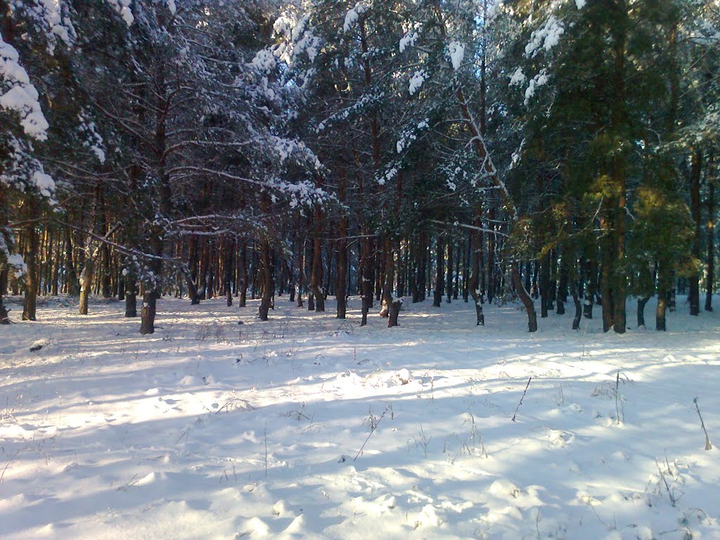 Опушка леса в Боровском