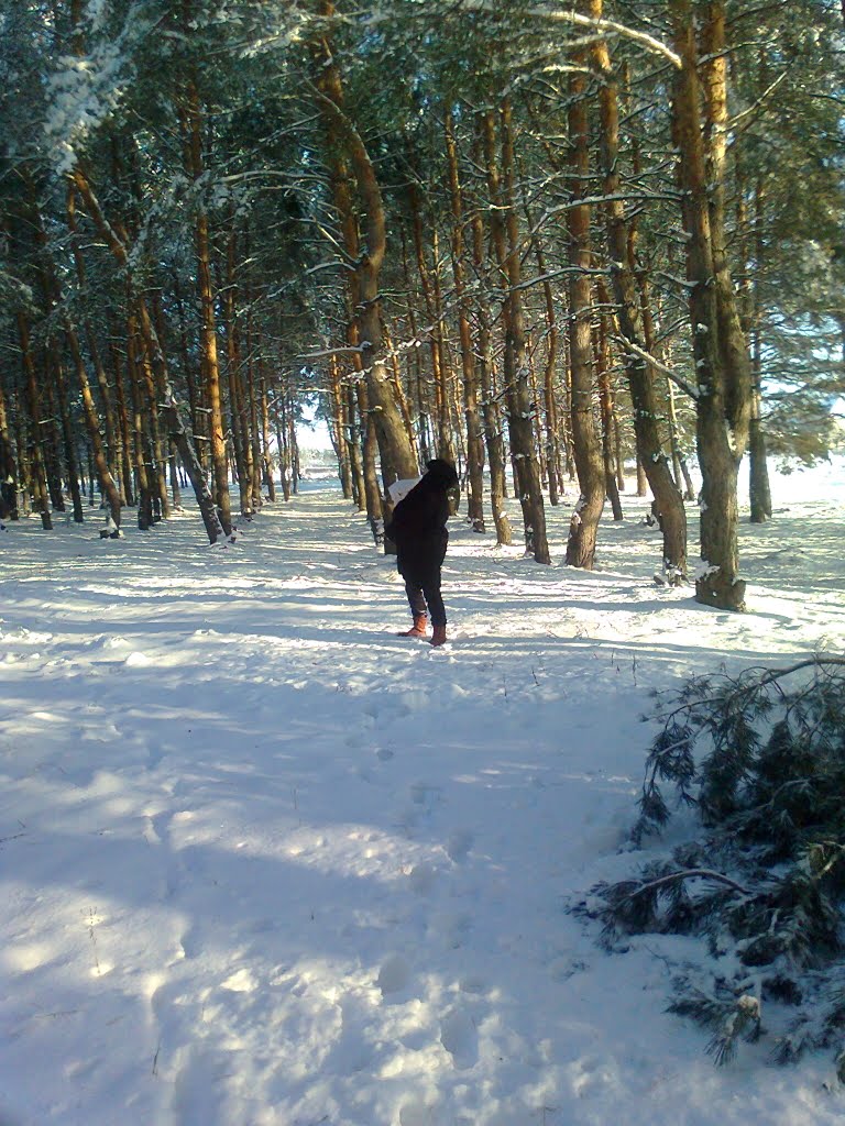 Боровщанский лес