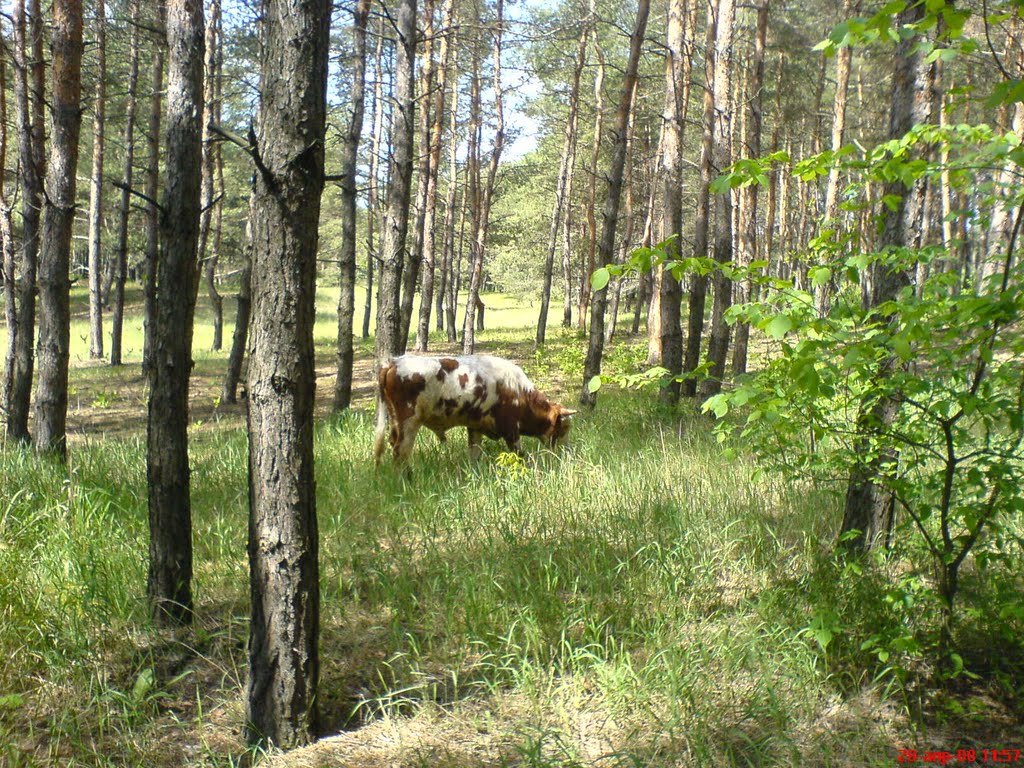 Корова в Лесу