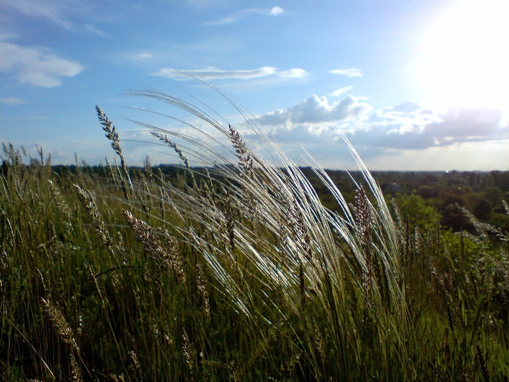 Ковыль.