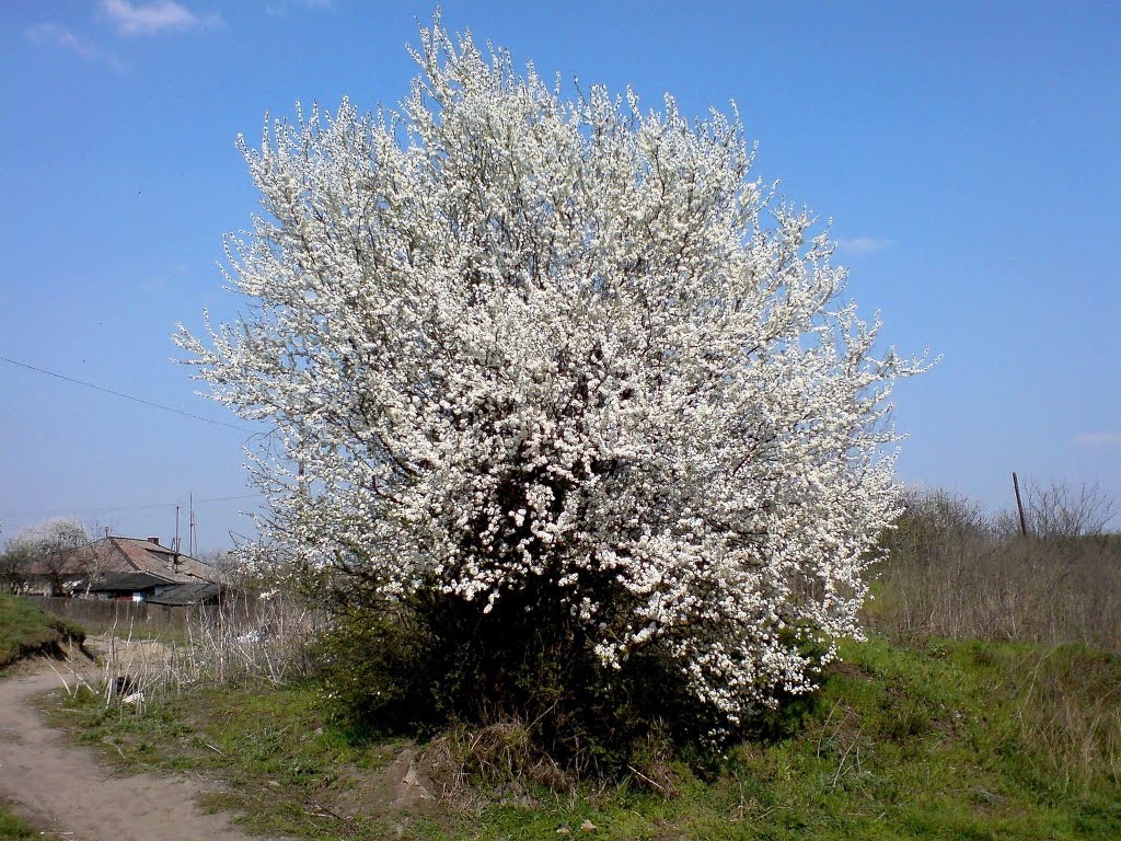 Plum-tree blooming.