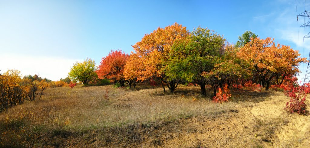 Цветофор (09.10.2011)