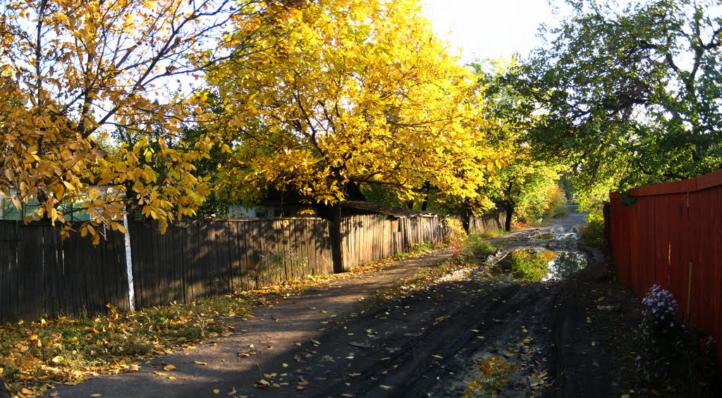 Желтое дерево, лужа и немного забора (08.10.2011)