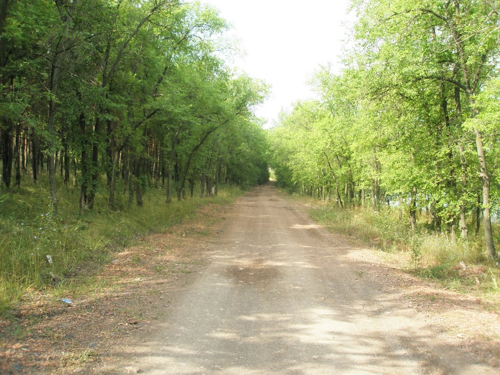 Дорога Краснянское вдх.