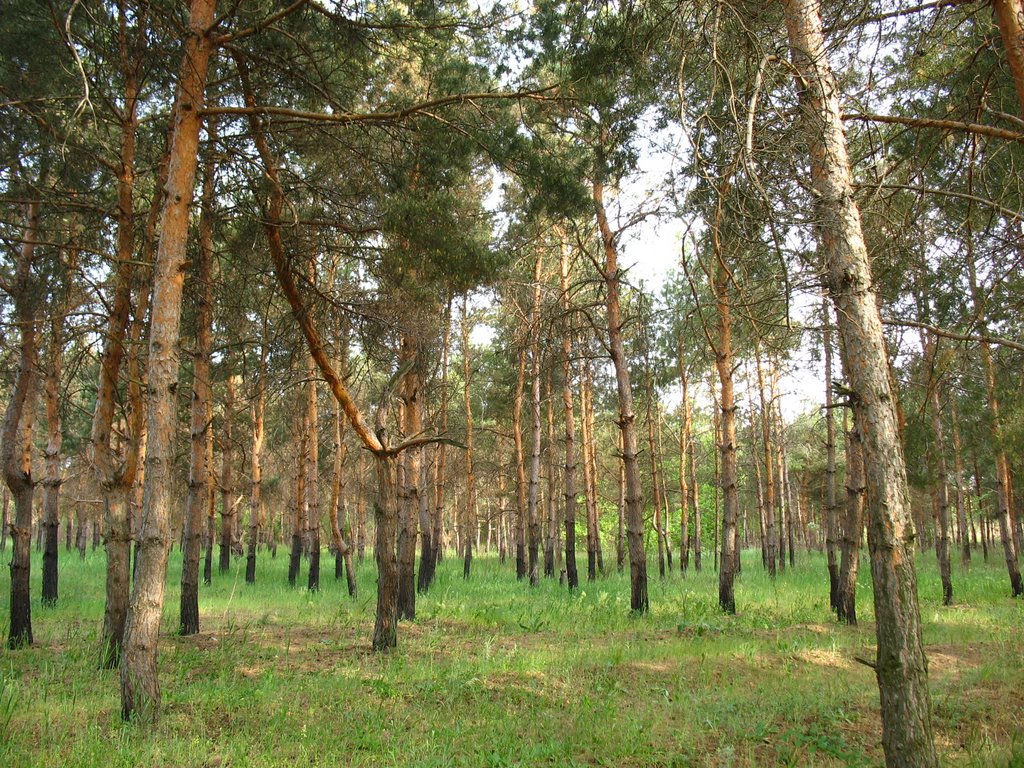 У Краснянской плотины