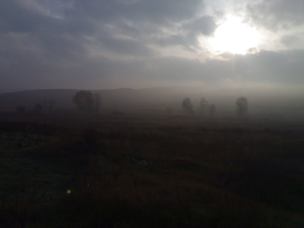 Morning Glory1