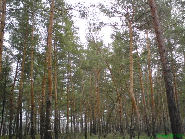 Сосновый бор