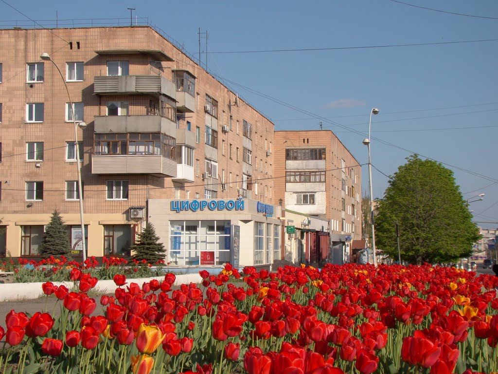 Тюльпаны в Краснодоне