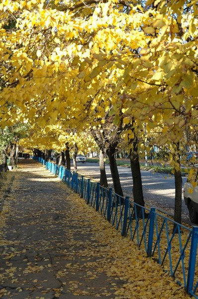 ул.Павловская осенью