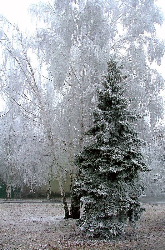 Зимняя фантазия