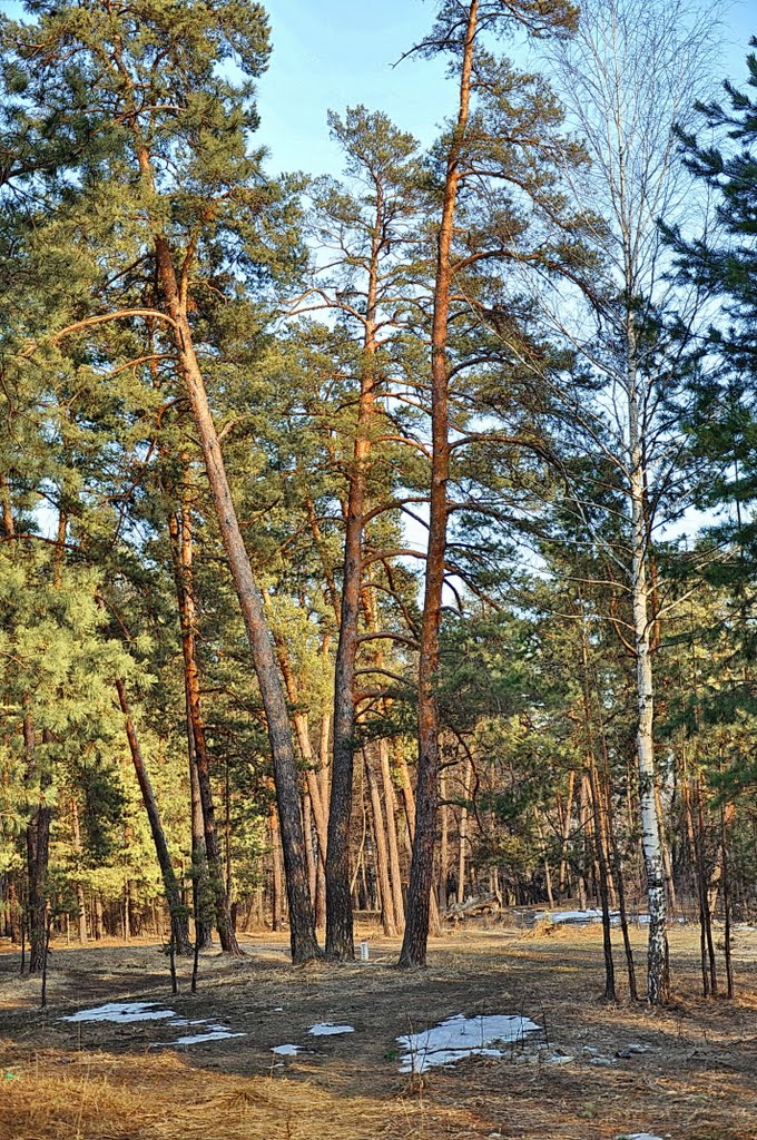 Последний снег