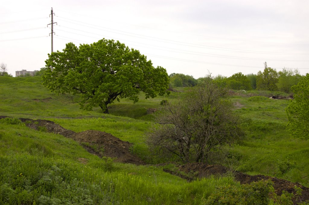 tree