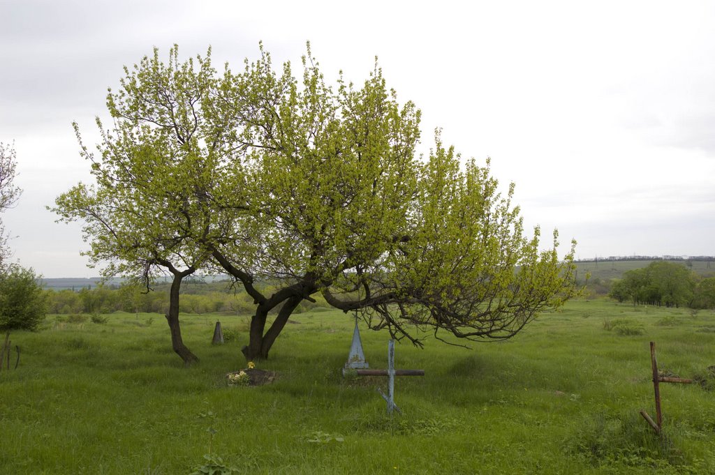 Tree & Graves